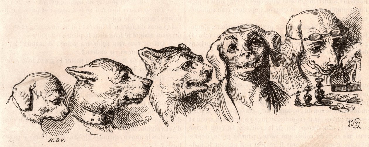 Evolutie van een hond naar een menselijke vorm door Unknown
