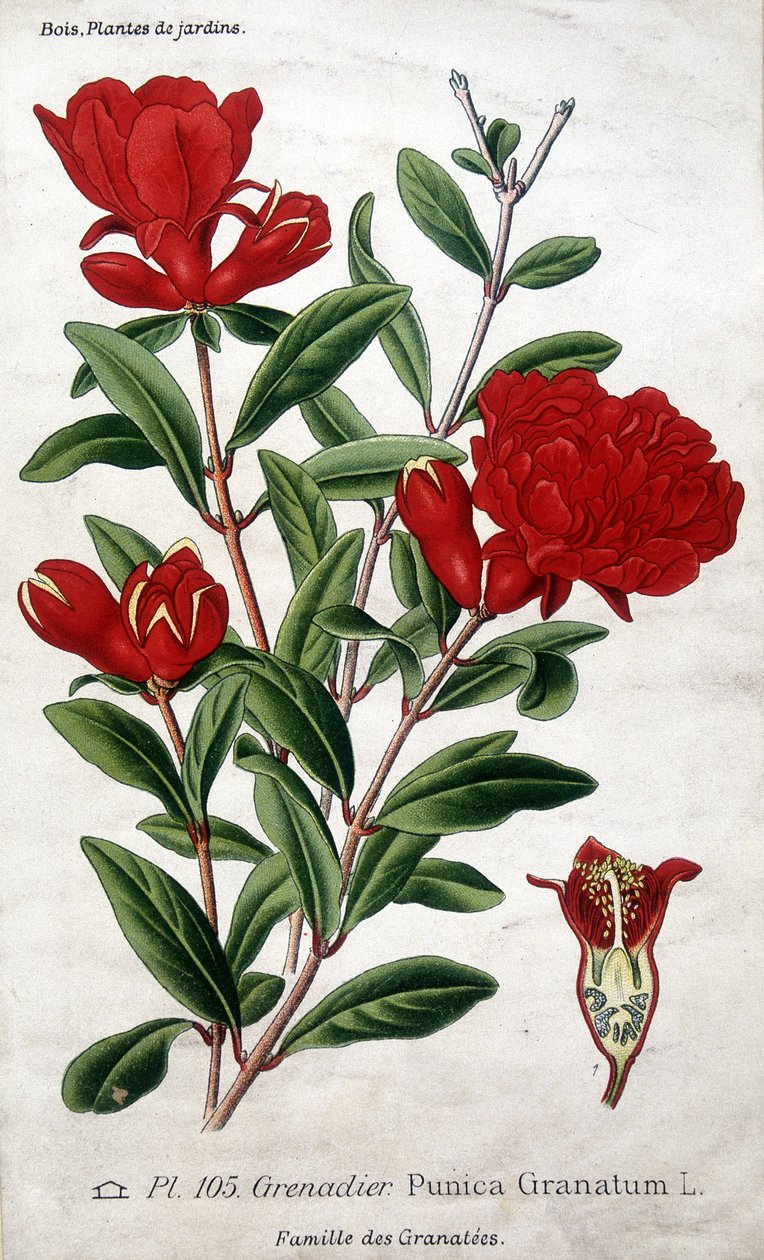 Tuinplanten: granaatappelbloemen (familie Grenatées) door Unknown artist