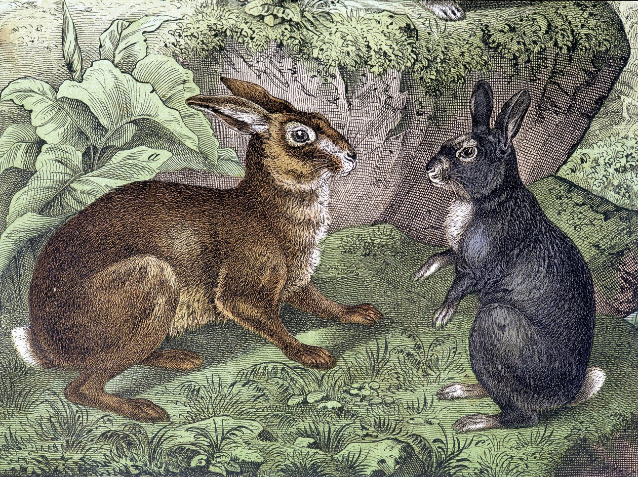 Haas en konijn - in Natuurlijke geschiedenis van zoogdieren, ed. Schreiber door Unknown artist
