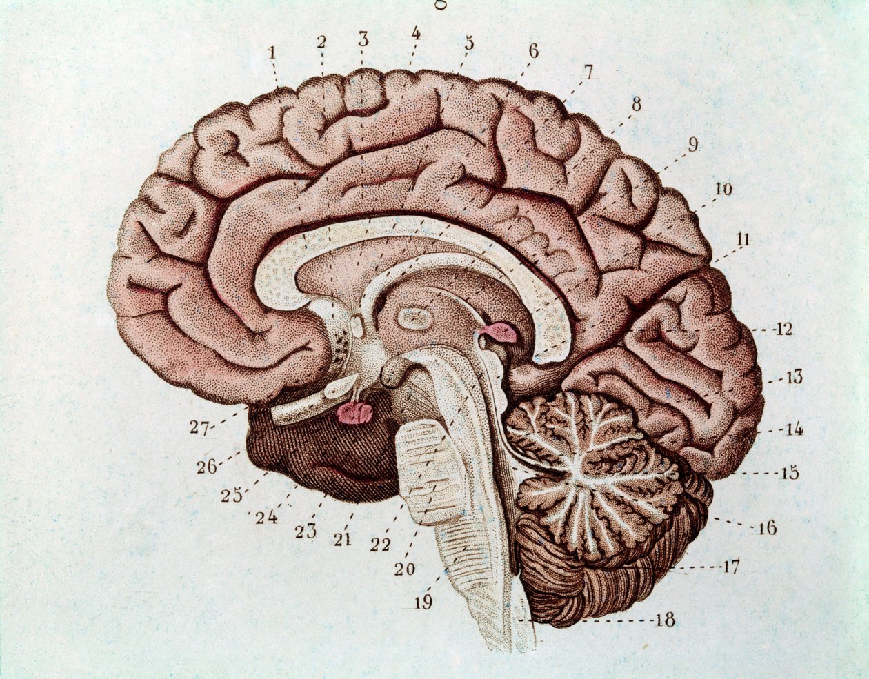 Menselijke hersensectie met hersenhelften en cerebellum (gravure) door Unknown artist