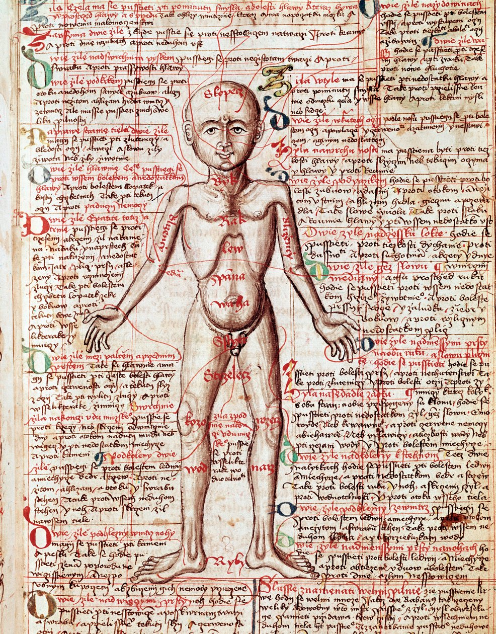 Menselijk lichaam Gravure uit 