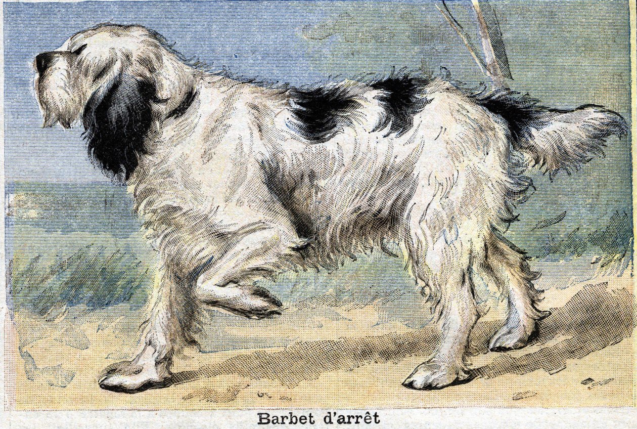 Jachthond: Stop Barbet door Unknown artist