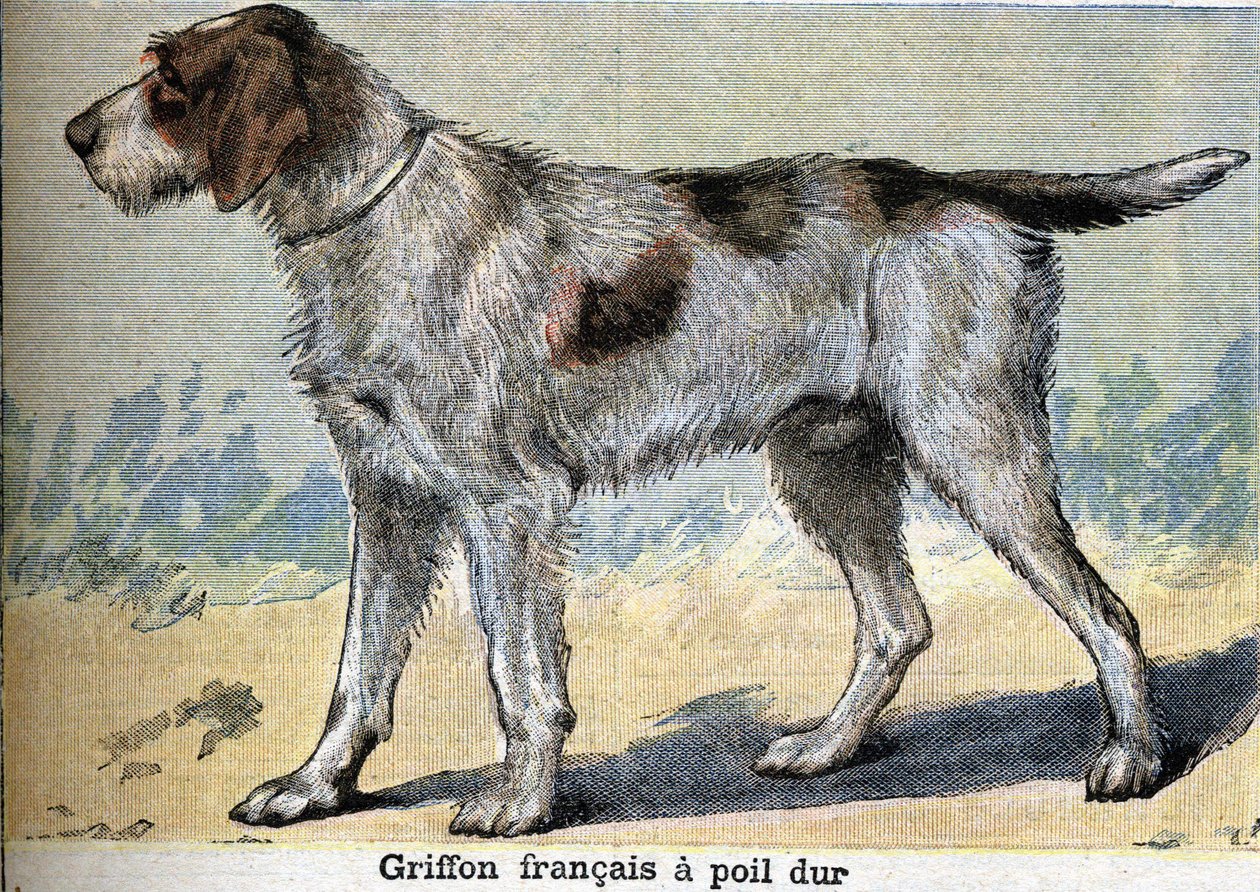 Jachthond: Griffon français ruwharig door Unknown artist