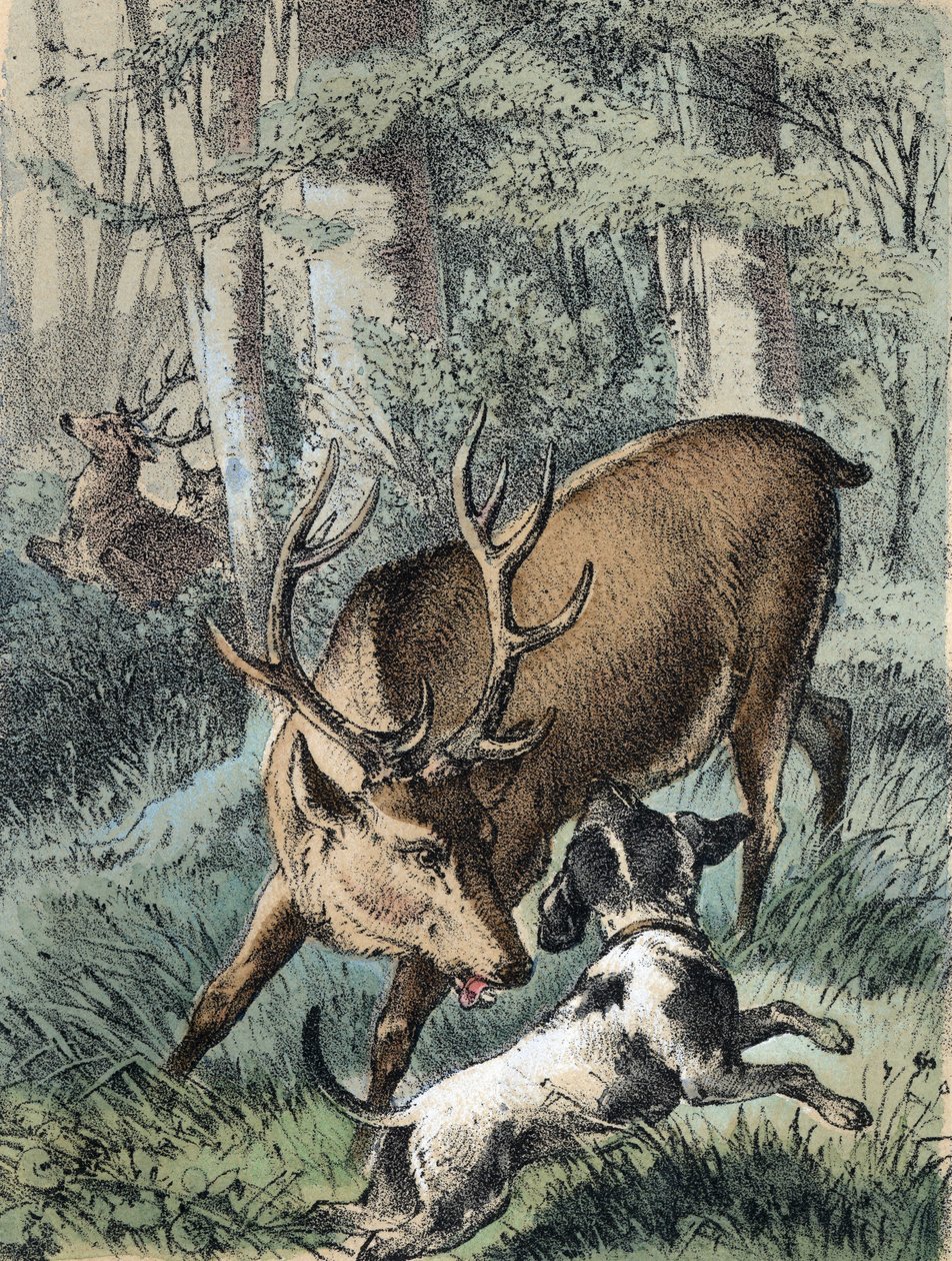 Illustratie van Franz Hoffmann