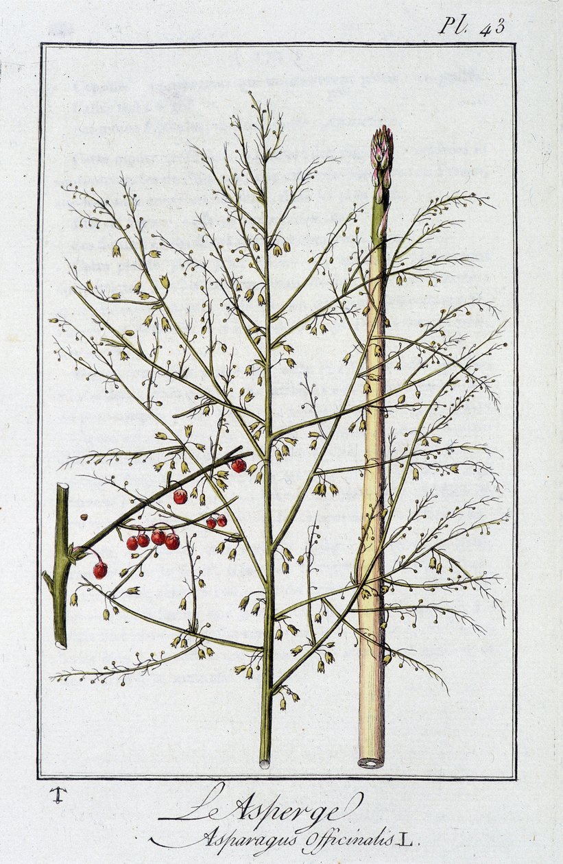 De asperge (Asparagus officinalis) - in 
