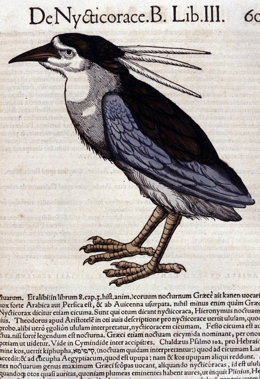 La bihoreau in Historia Animalium door Conrad Gesner (1516 - 1565), Tiguri door Unknown artist