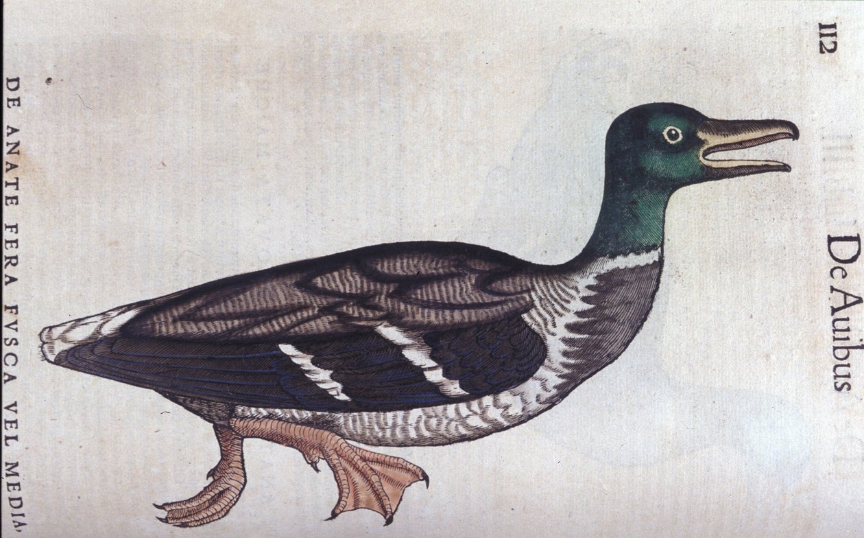 La ducard souchet in Historia Animalium door Conrad Gesner (1516 - 1565), Tiguri door Unknown artist