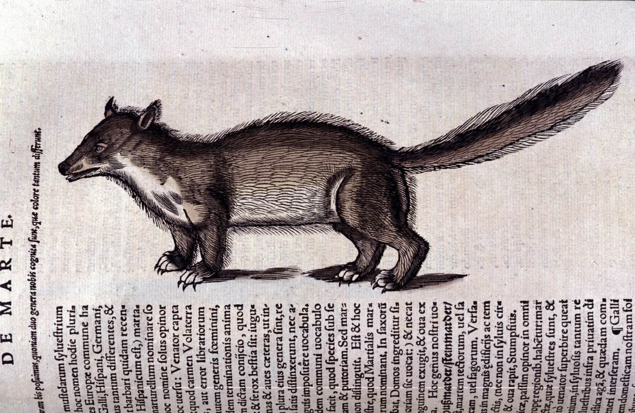 De marter in Historia Animalium door Conrad Gesner (1516 - 1565), Tiguri door Unknown artist