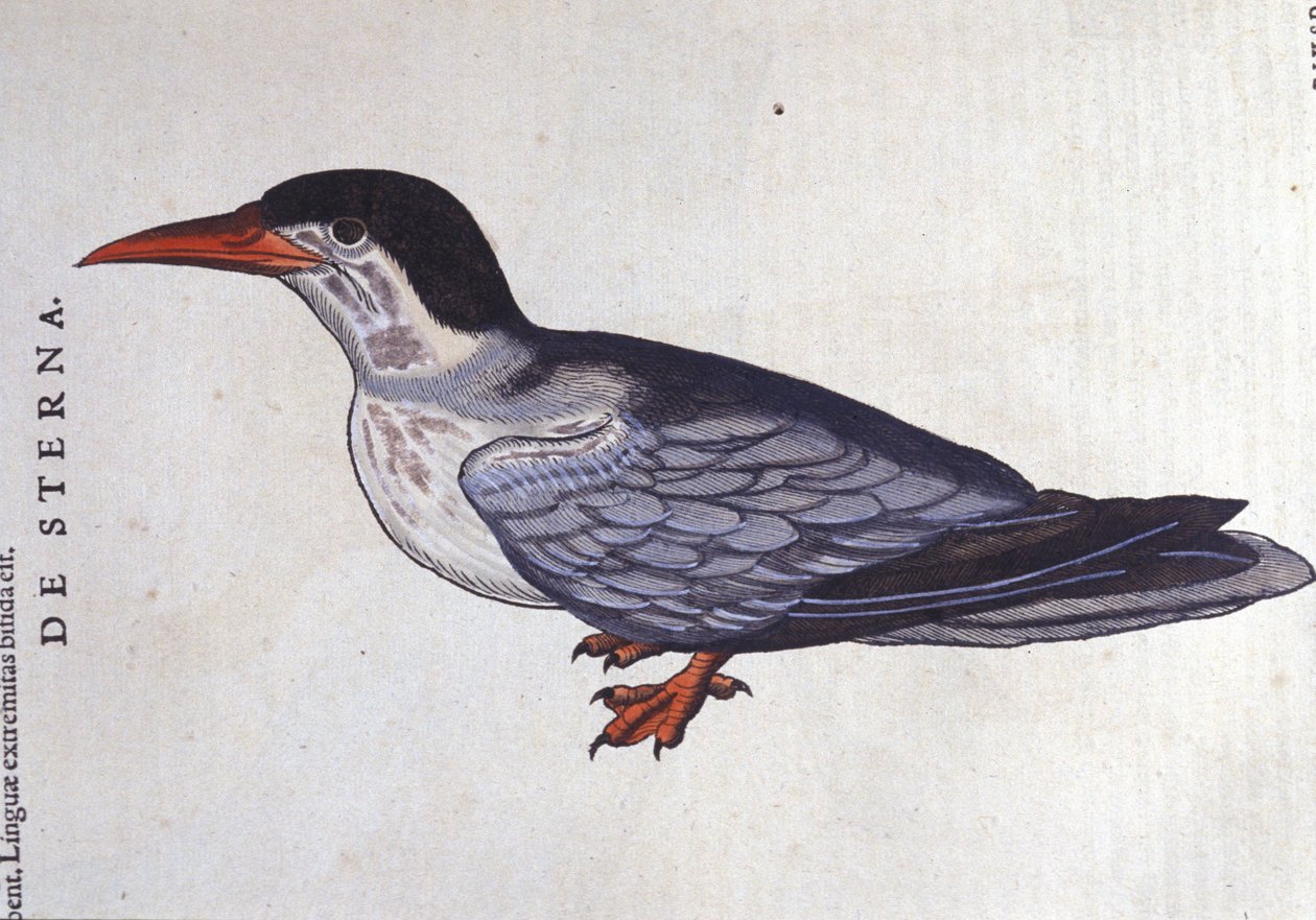 De stern of zwaluw der zeeën in Historia Animalium van Conrad Gesner (1516 - 1565), Tiguri door Unknown artist