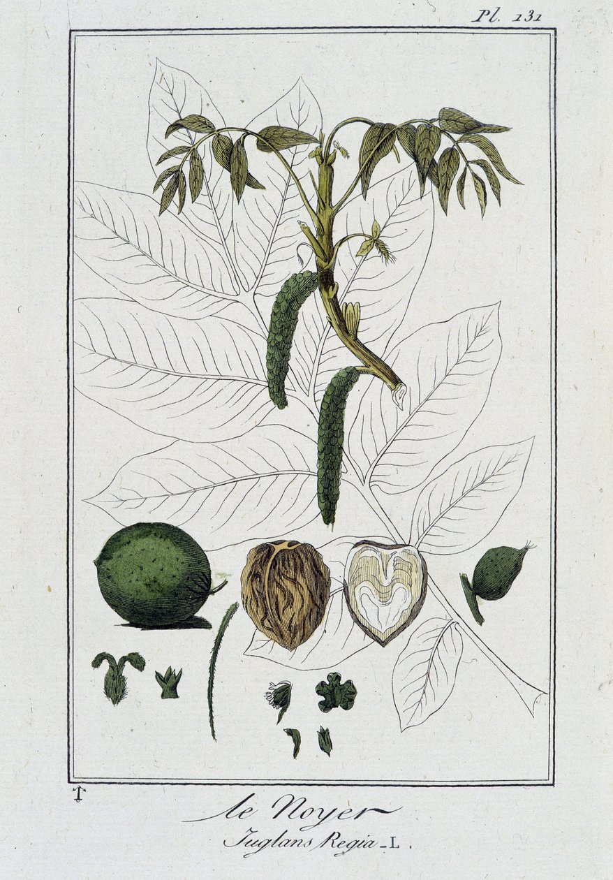 De walnoot (Juglans Regia) - in "Exercises de botanique à l