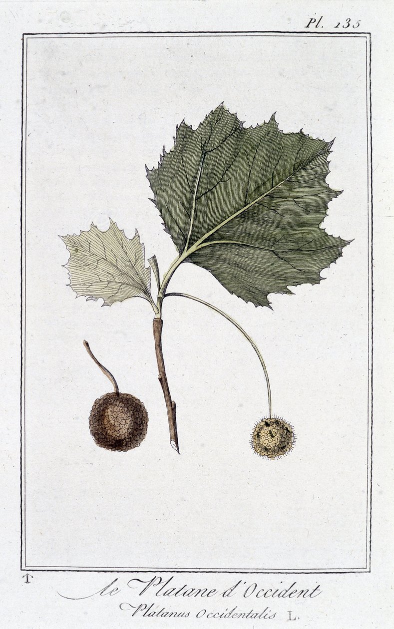 De westerse plataan (Platanus occidentalis) - in 