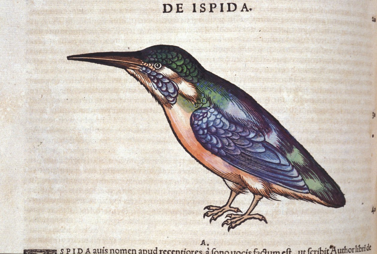 De bijeneter in Historia Animalium door Conrad Gesner (1516 - 1565), Tiguri door Unknown artist