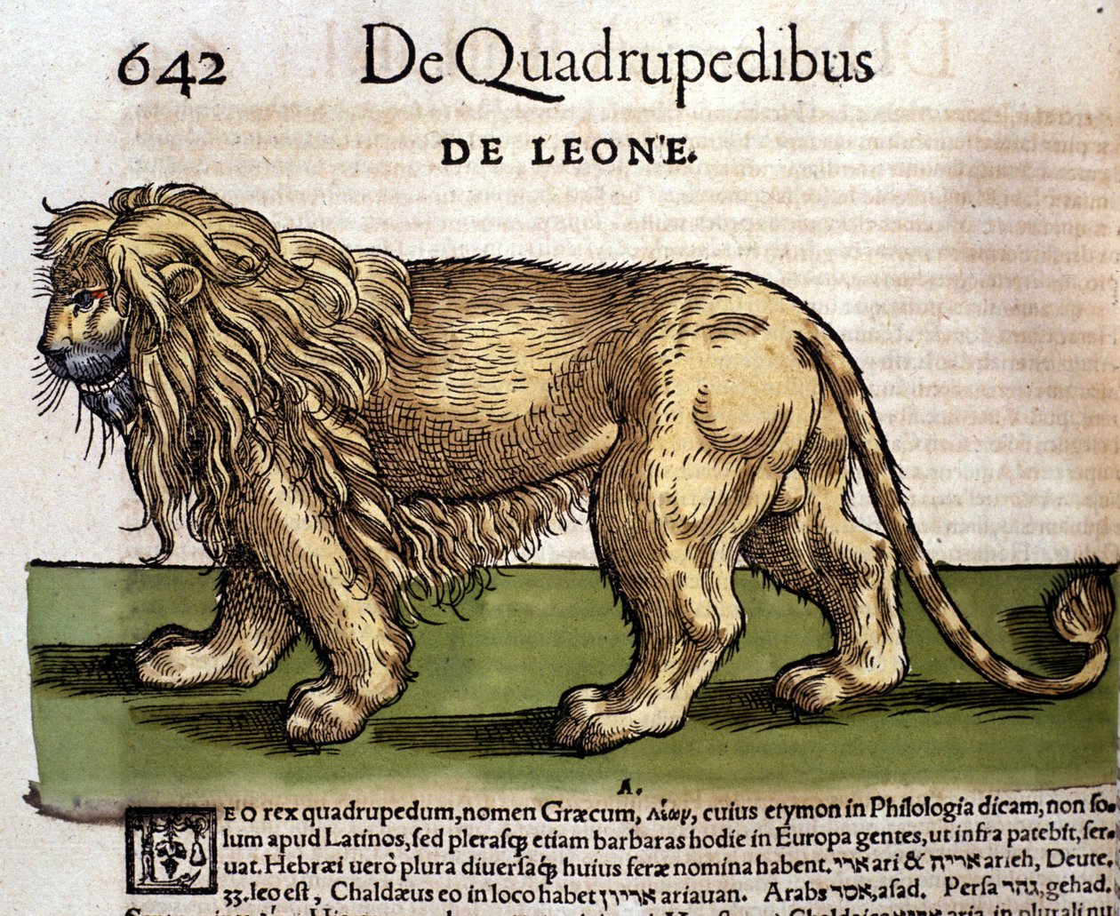 Leeuw na de Historia Animalium door Conrad Gesner, Tiguri 1560. Biblioteca nazionale Braidense. Milaan door Unknown artist