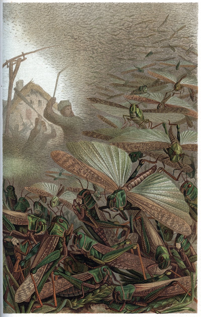 Trek-sprinkhaan - De trek-sprinkhaan (Locust migratoria) - gravure uit 