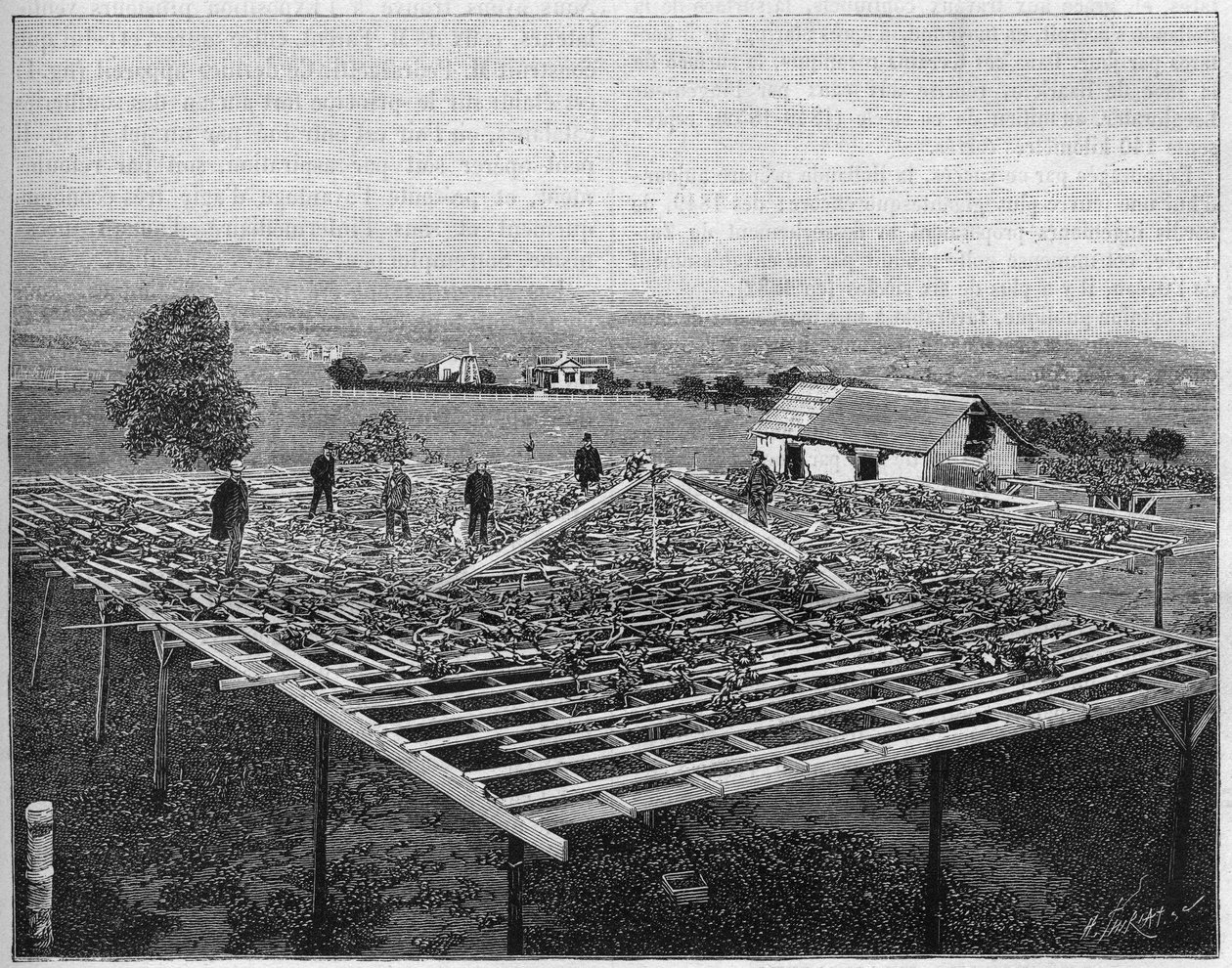 Montecito-wijngaard in Californië in 1888. in 