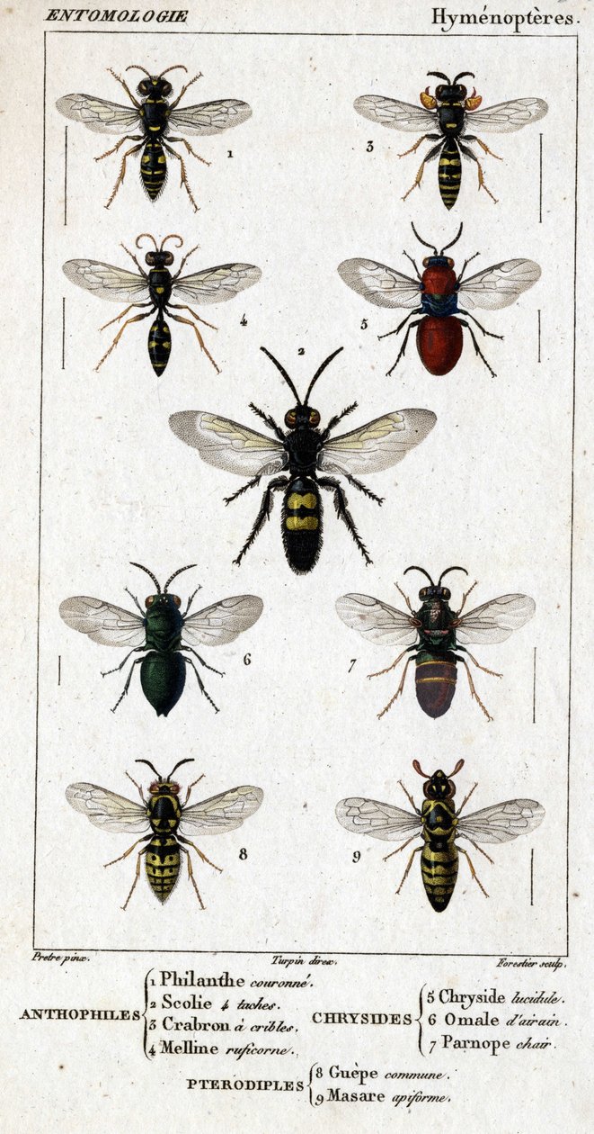 Natuurhistorische plaat. Entomologie. Hymenoptera familie. Anthophiles: 1. Philanth kroon; 2. Scoile 4 vlekken; 3. Screening crabron; 4 Melline ruficorne. Chryside: 5. Lucidulous Chryside; 6. Brain Omalum; 7. Parnope vlees. Pterodiples: 8. gemeenschappelij door Unknown artist