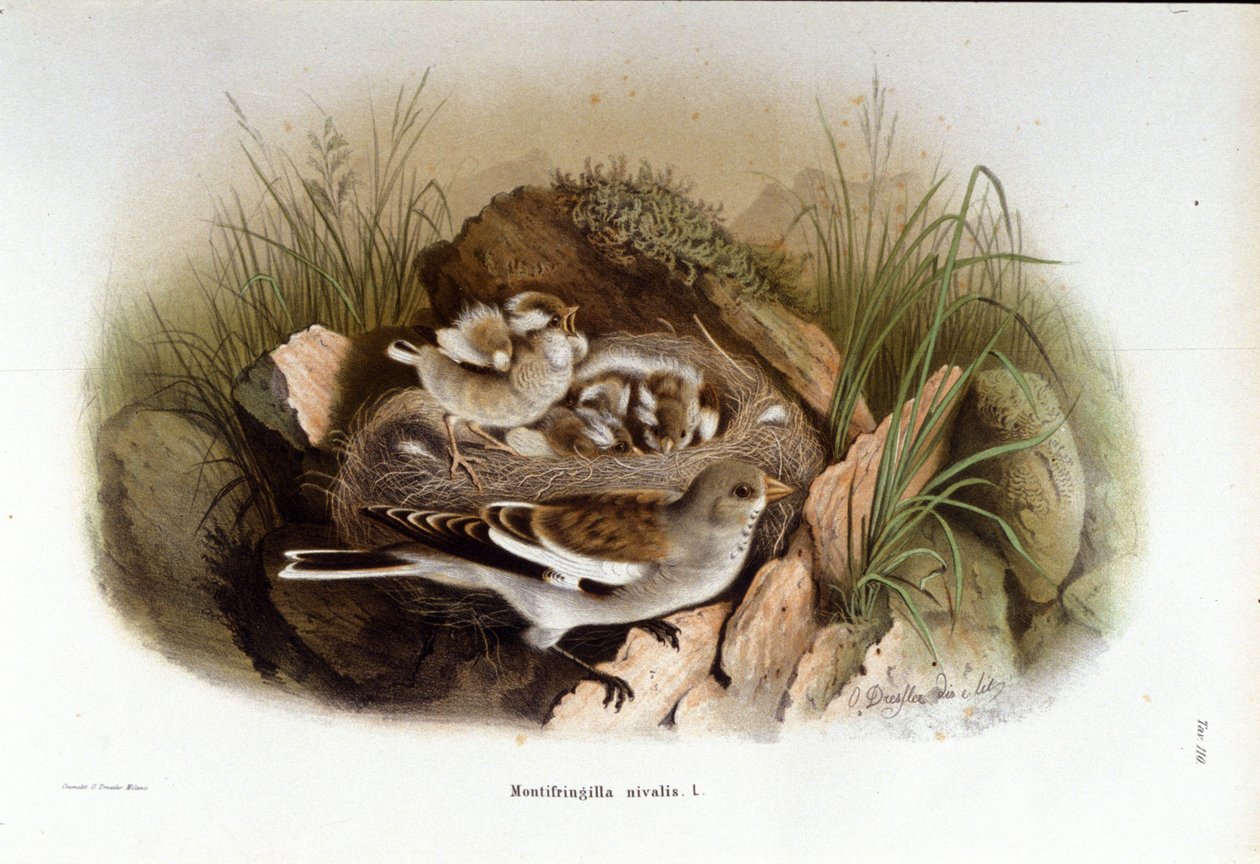 Ornithologie: een alpine niverolle bij het nest van zijn jongen door Unknown artist