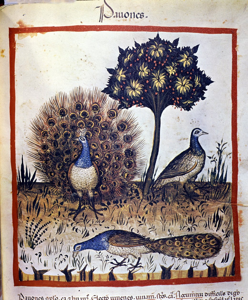 Pauwen afgebeeld in 