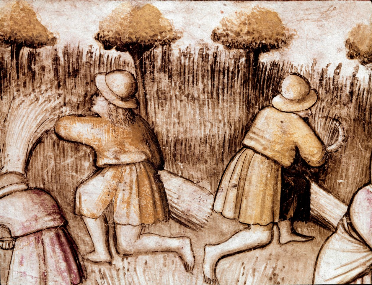 Boeren die tarwe maaien. Miniatuur uit codex 212 (of padovano codice of Bijbel van Padua) 1390-1400 Rovigo, Accademia dei Concordi door Unknown artist