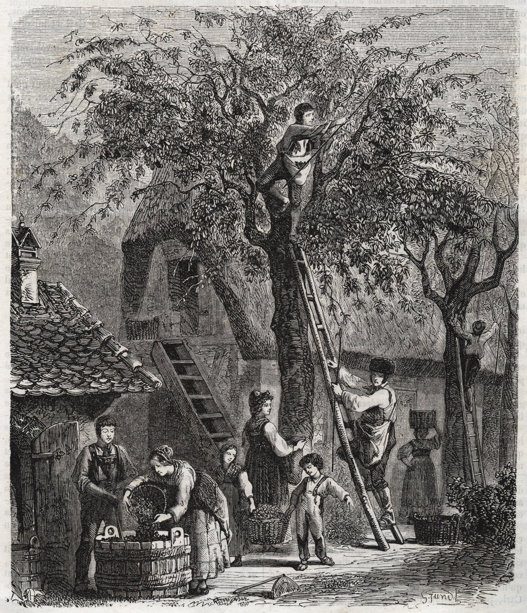 Kersen plukken - gravure van 1860 door Unknown artist