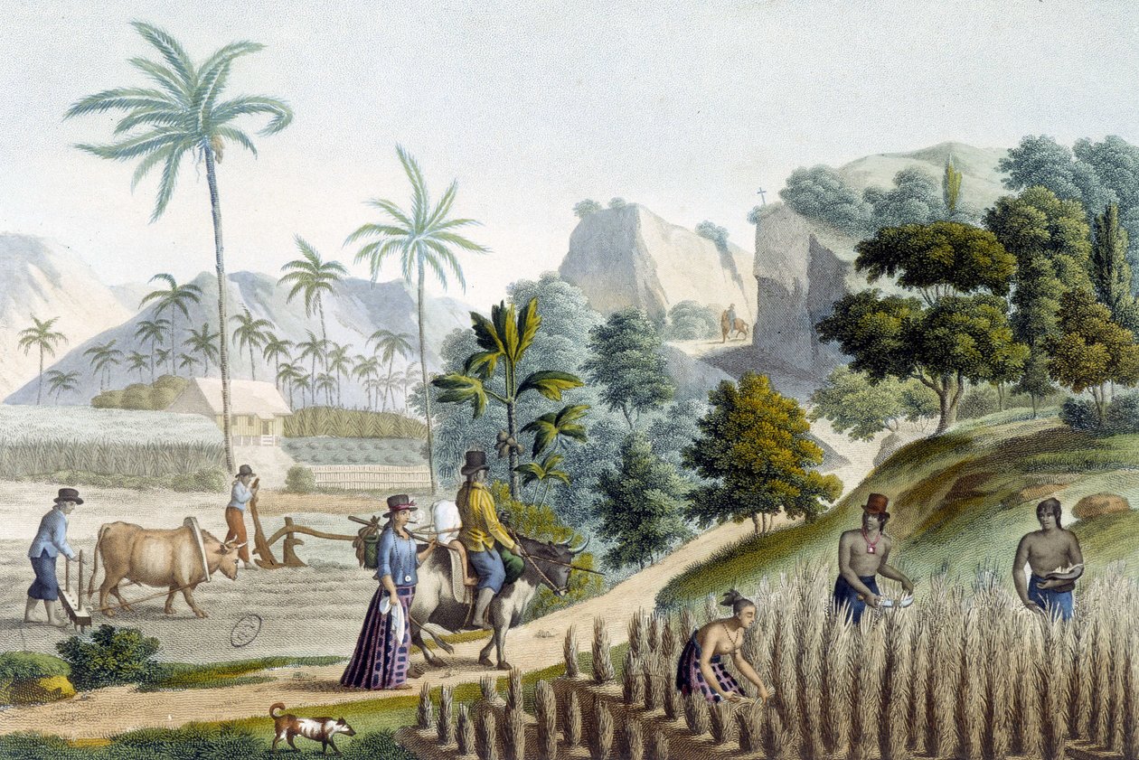 Rijst pellen en planten op het eiland Guam (Micronesië) door Unknown artist