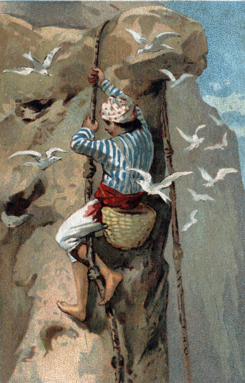 Verzameling van salanganzwaluwennesten in Maleisië. Chromolithografie uit de late 19e eeuw. door Unknown artist