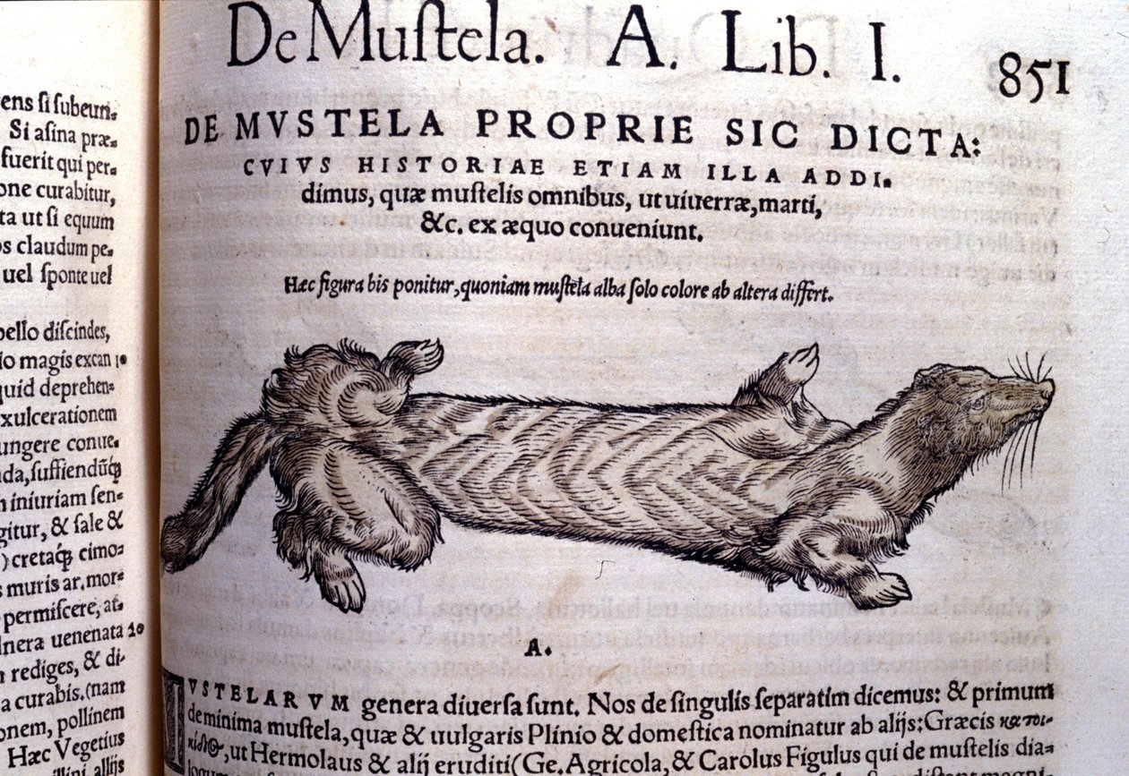 Wezelachtige (familie van de marterachtigen) - in Historia Animalium door Conrad Gesner (1516 - 1565), Tiguri door Unknown artist
