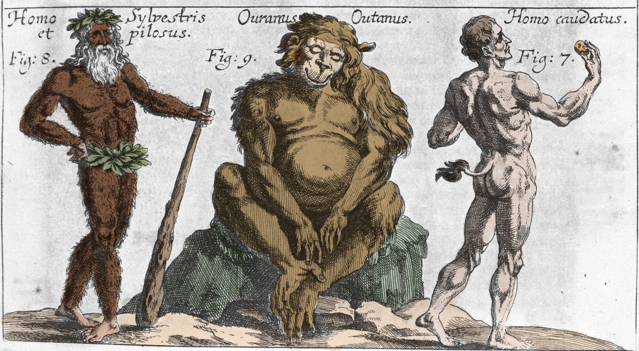 Weergaven van verschillende monsterlijke wezens: een bosmens of harige, een orang-oetan en een man met een staart (plaat uit 