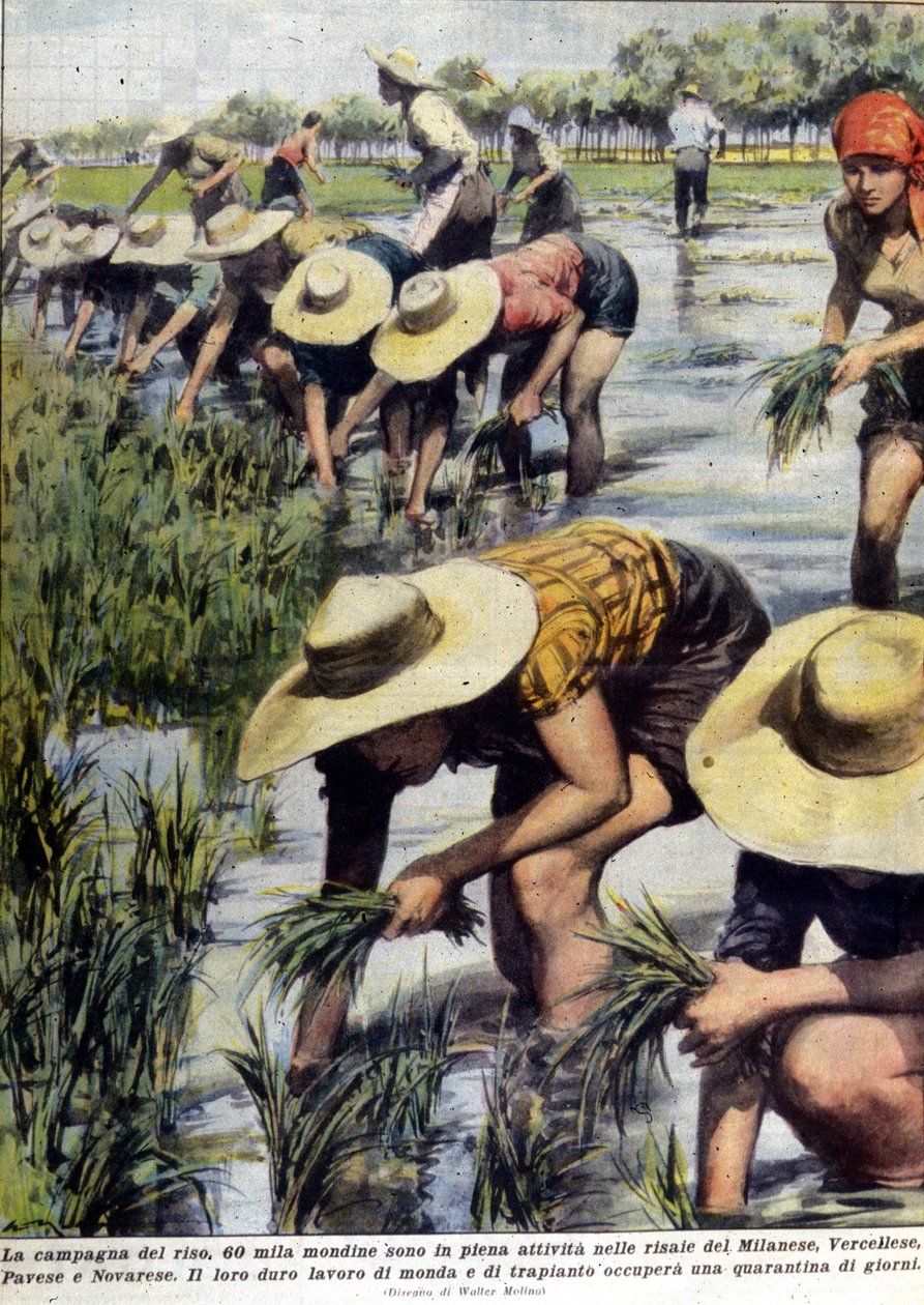 Rijst herplanten in de omgeving van Milaan in 1954 door Unknown artist