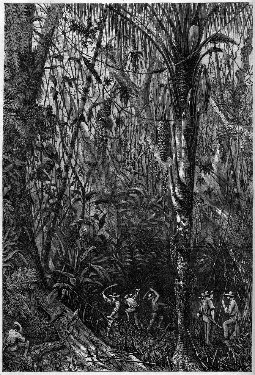 Wegontwikkeling in Midden-Amerika: Het boren van de Nicaraguaanse weg door een maagdelijk bos (ontbossing). Tekening van luitenant Olivier, lid van de expeditie van kapitein Bedford Pim. Gravure in 