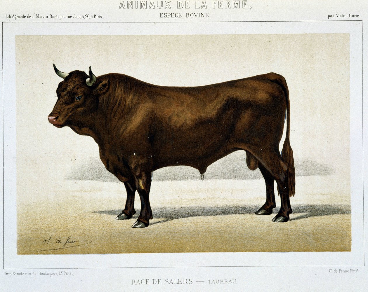 Salers stier - in "Farm Animals" door Unknown artist