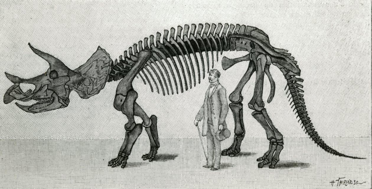 Skelet van een Triceratops prorsus door Unknown artist