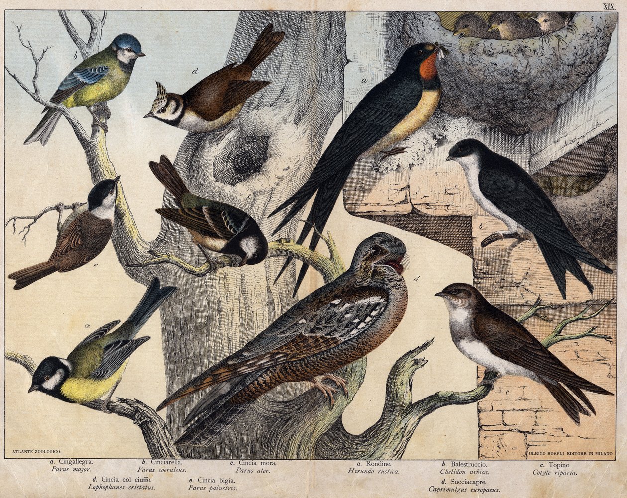 De 5 vogels links- a: Zwaluw (Parus major), b: Blauwoog (Parus coreulus), c: Zwartkop (Parus ater), d: Zwartoog (Lopophanes cristatus), e: Zwartoog (Parus palustris) De 4 vogels rechts- a: boerenzwaluw (Hirondo rustica), b: Zwaluw door Unknown artist