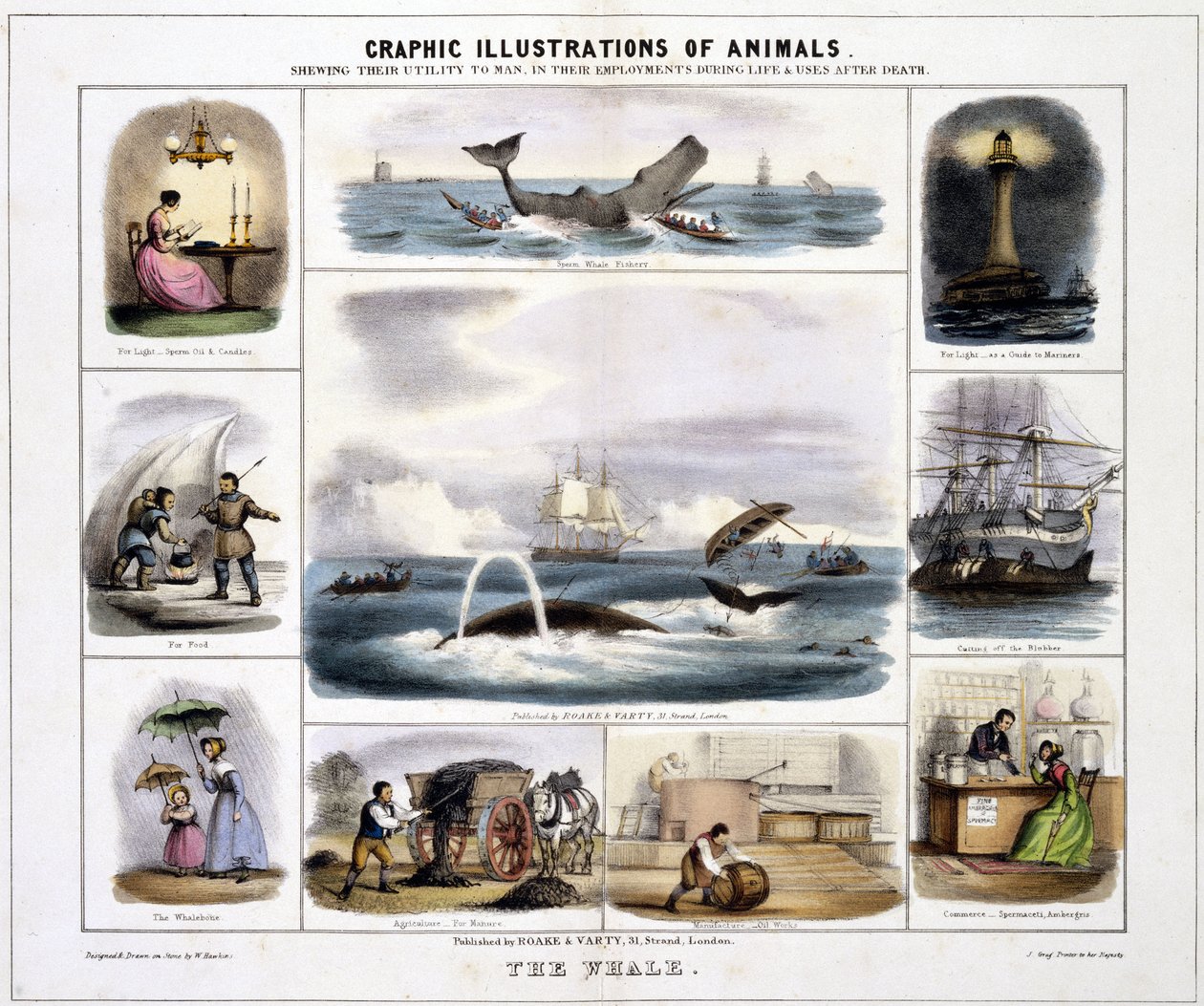 De walvis