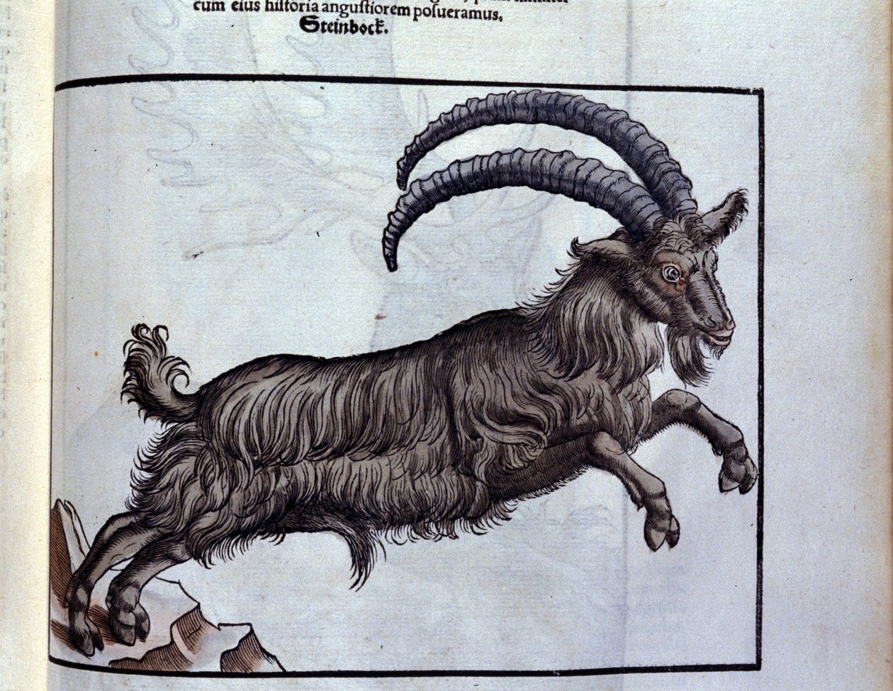 De steenbok na Historiae animalium door Konrad Gesner, Tiguri door Unknown artist
