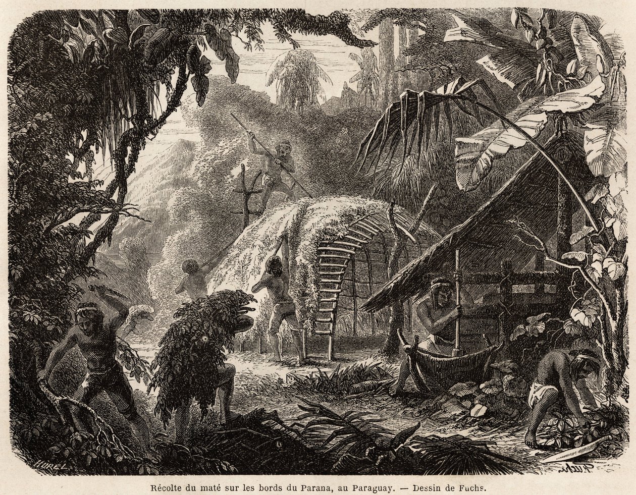 De verzameling van matte aan de oevers van de Parana, de infusie van dit aromatische blad is de gebruikelijke Zuid-Amerikaanse drank, tekening door Fuchs, ter illustratie van de reis naar Paraguay, van 1844 tot 1847, door Dr. Alfred Demersay. Gravure in 