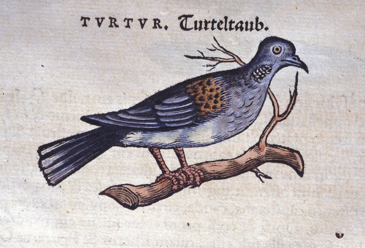 De duif - uit Historiae animalium door Konrad Gesner, Tiguri door Unknown artist