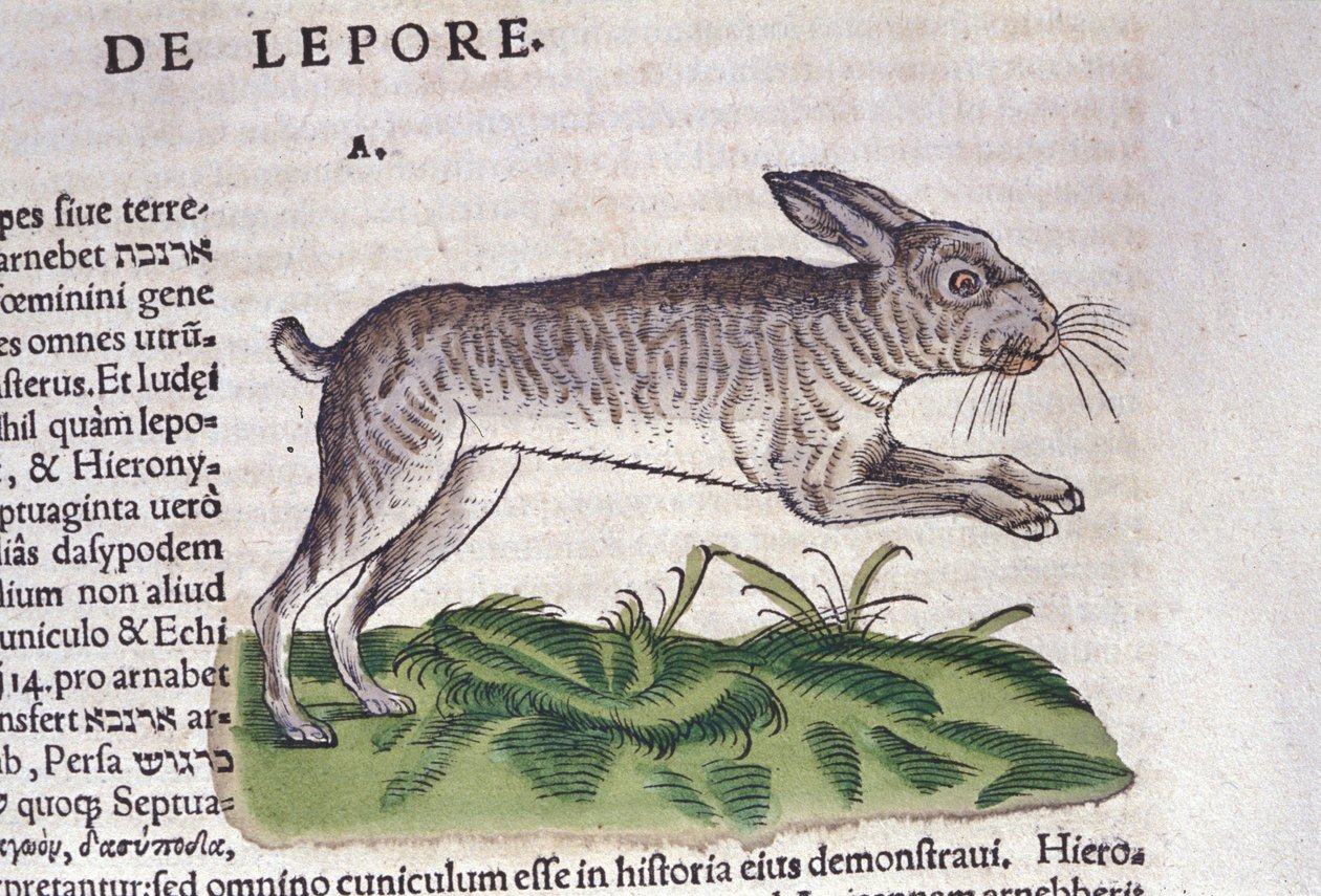 De haas na de Historia Animalium door Conrad Gesner, Tiguri 1560. Biblioteca nazionale Braidense. Milaan door Unknown artist