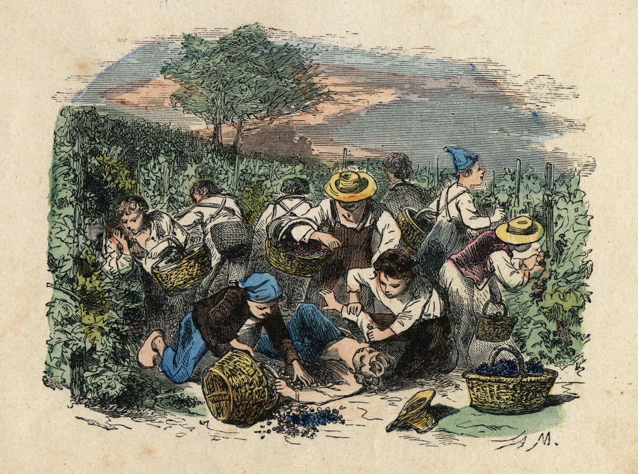 De oogst. 19e-eeuwse illustratie. Bianchetti Collectie door Unknown artist