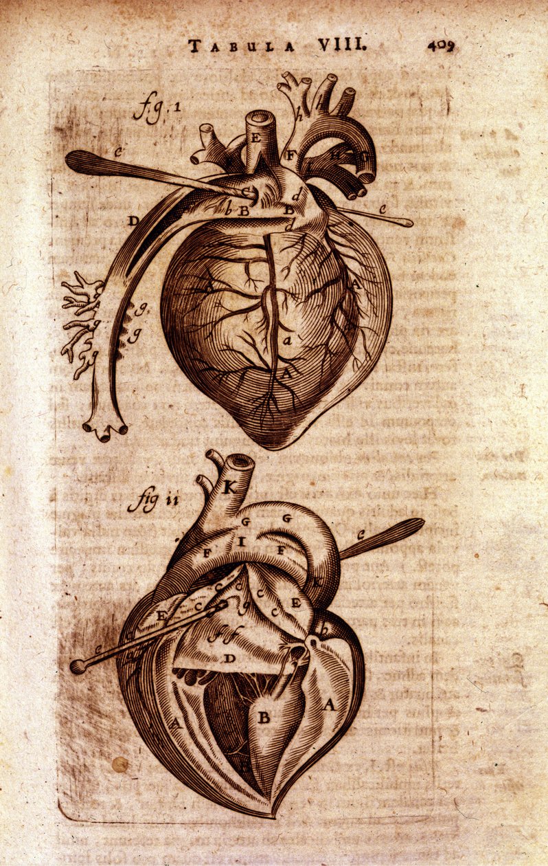 Het hart van Bartholin