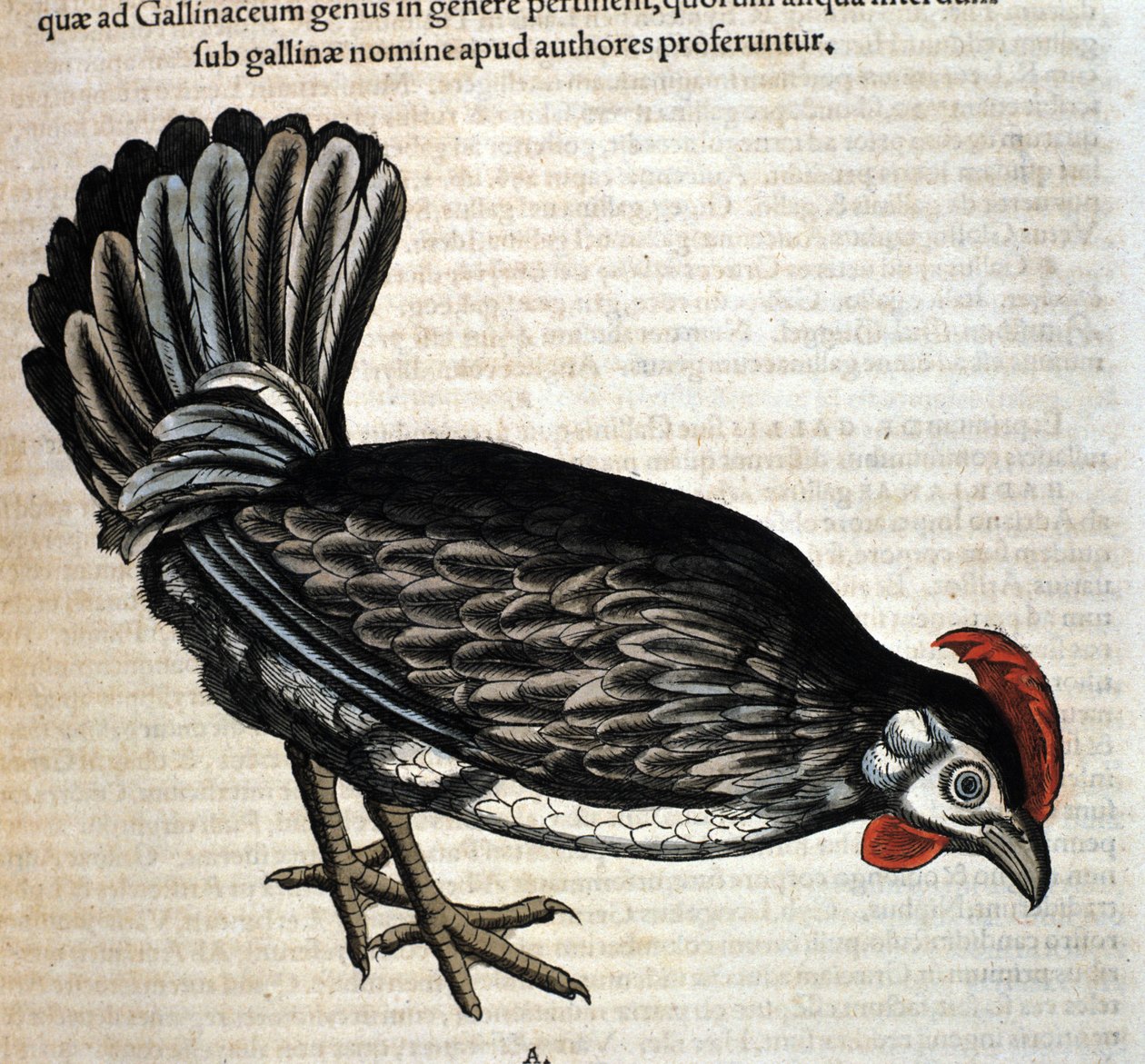 De kip na de Historia Animalium door Conrad Gesner, Tiguri 1560. Biblioteca nazionale Braidense, Milaan door Unknown artist
