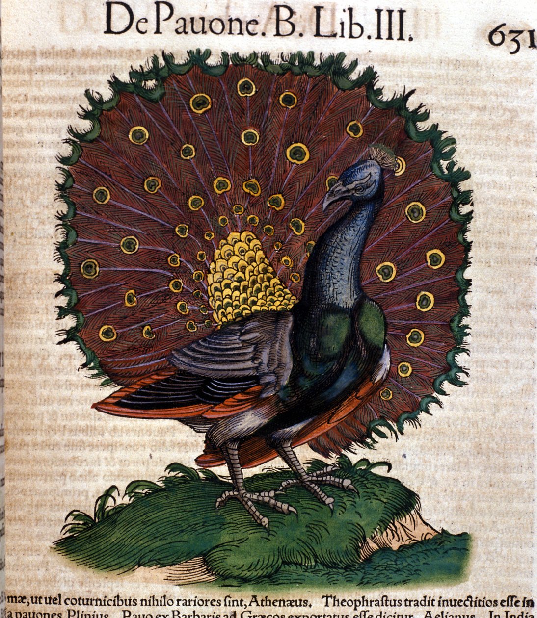 De pauw na de Historia Animalium door Conrad Gesner, Tiguri 1560. Biblioteca nazionale Braidense. Milaan door Unknown artist
