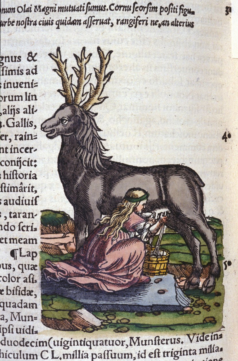 De rendierhandel na Historiae animalium van Konrad Gesner, Tiguri door Unknown artist