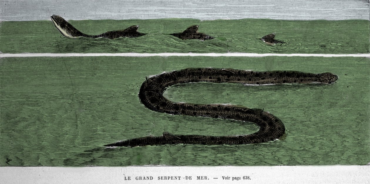 De zeeslang waargenomen in 1872 in de Meridionale Atlantische Oceaan door Unknown artist
