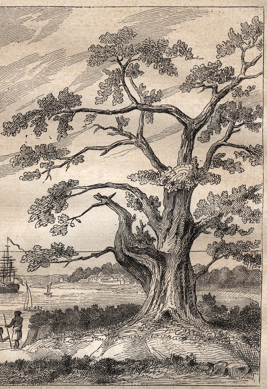 Derde reis (1776-1779) van kapitein James Cook (1728-1779): boom waaronder Cook de doorgang van Venus observeerde - illustratie uit De Grote Zeevaarders van de 18e eeuw door Unknown artist