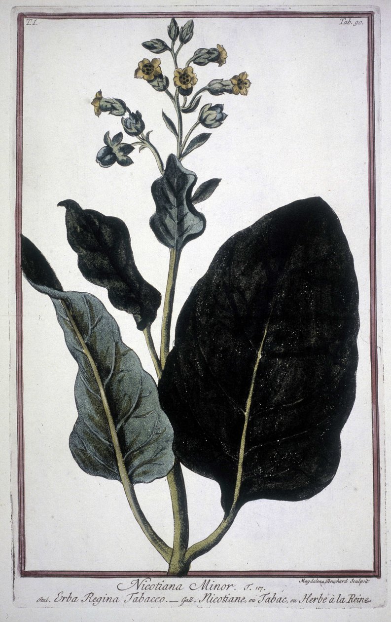 Tabaksblad en bloem (Nicotiana Minor) in een 19e-eeuws herbarium door Unknown artist