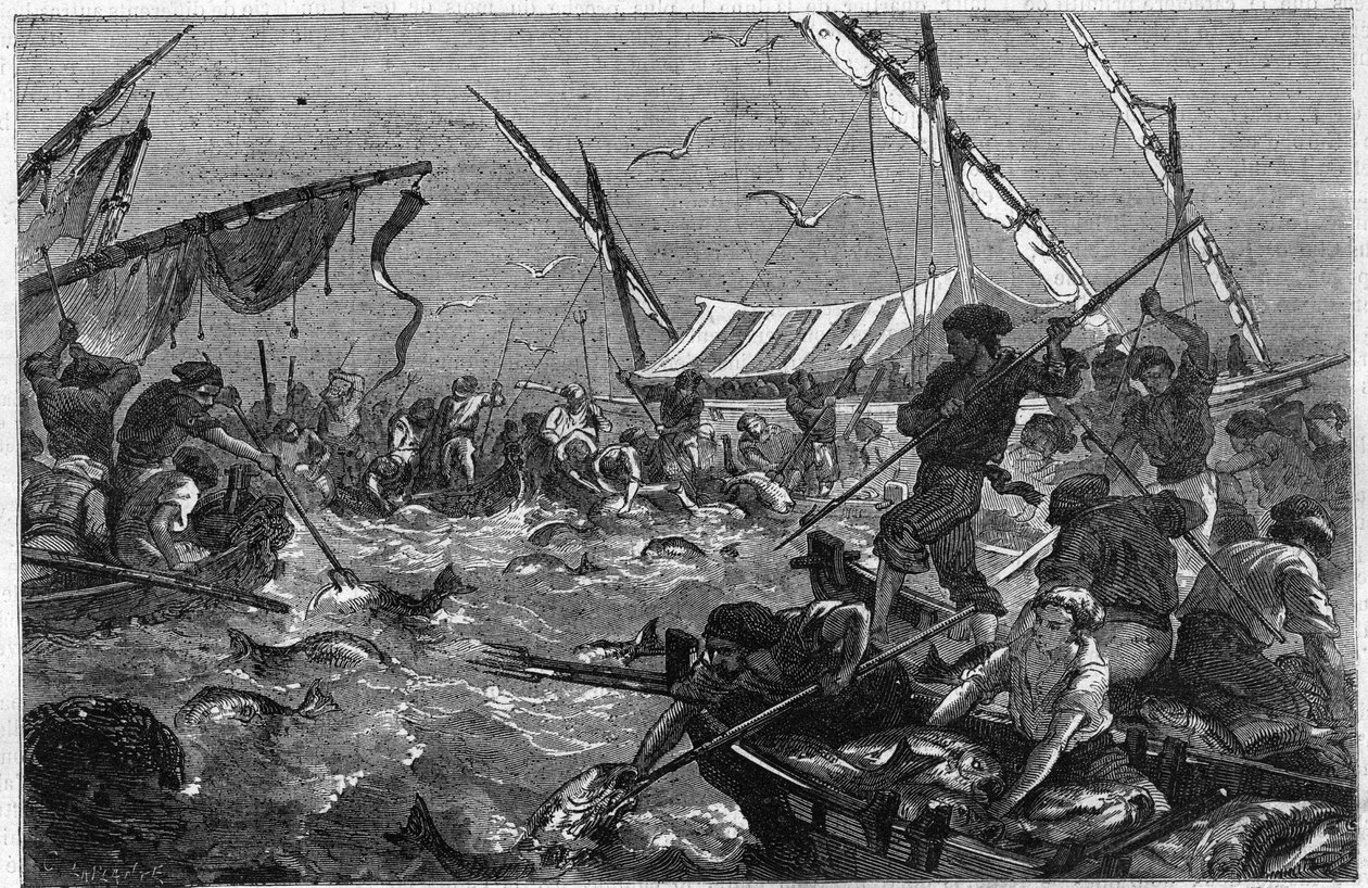 Tonijnvissen met de val aan de Provence kust in Frankrijk. Gravure in 