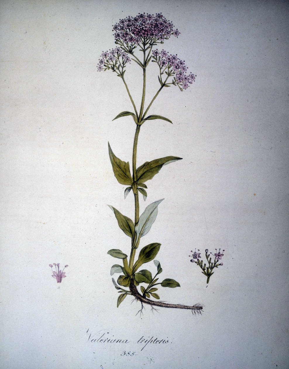 Valeriana mauve of Valeriana tripteris. 19e-eeuws herbarium door Unknown artist