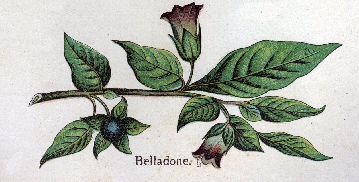 Giftige botanische planten: Belladonna. Gravure in 