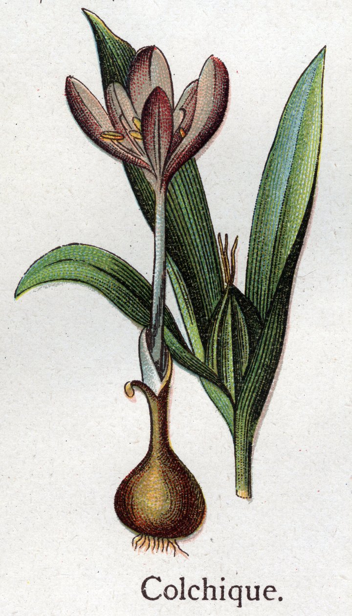 Giftige botanische planten: herfsttijloos. Gravure in 